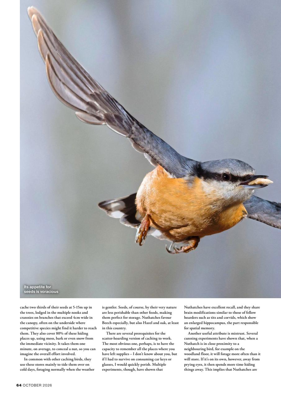 Bird Watching Preview Pages