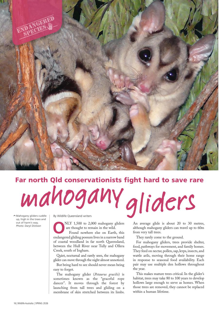Wildlife Australia Preview Pages