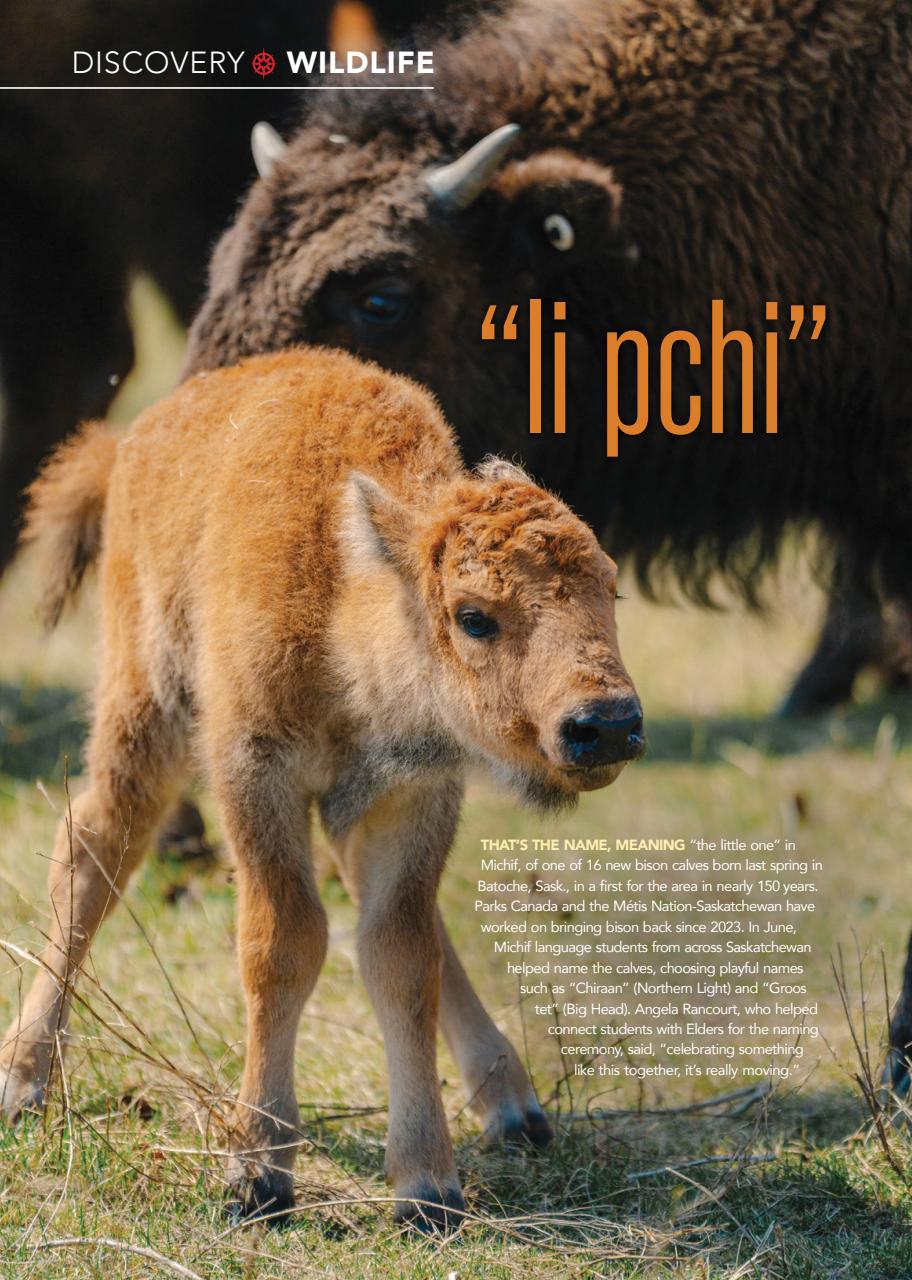 Canadian Geographic Preview Pages