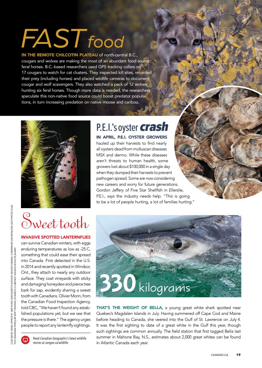 Canadian Geographic Preview Pages