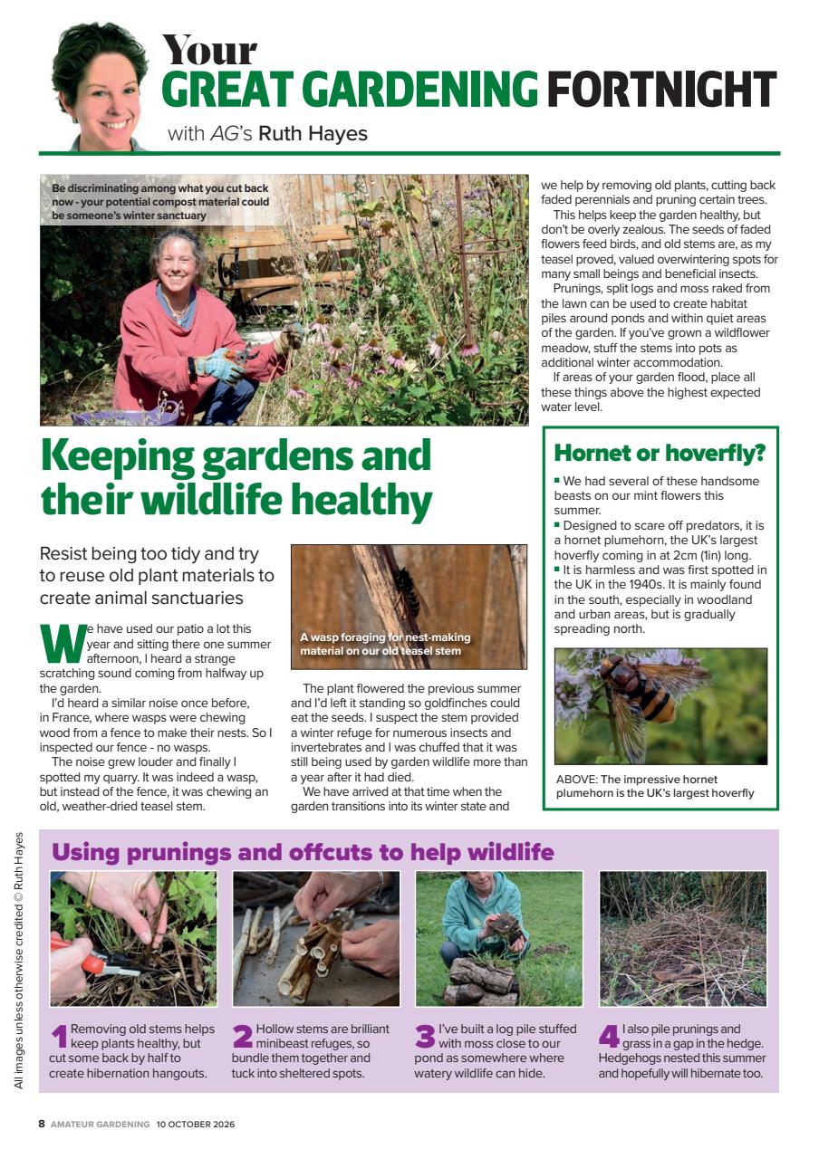 Amateur Gardening Preview Pages
