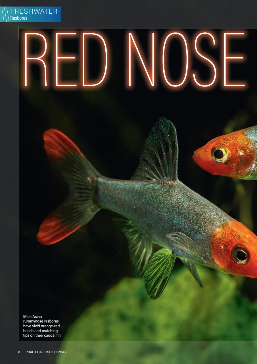 Practical Fishkeeping Preview Pages