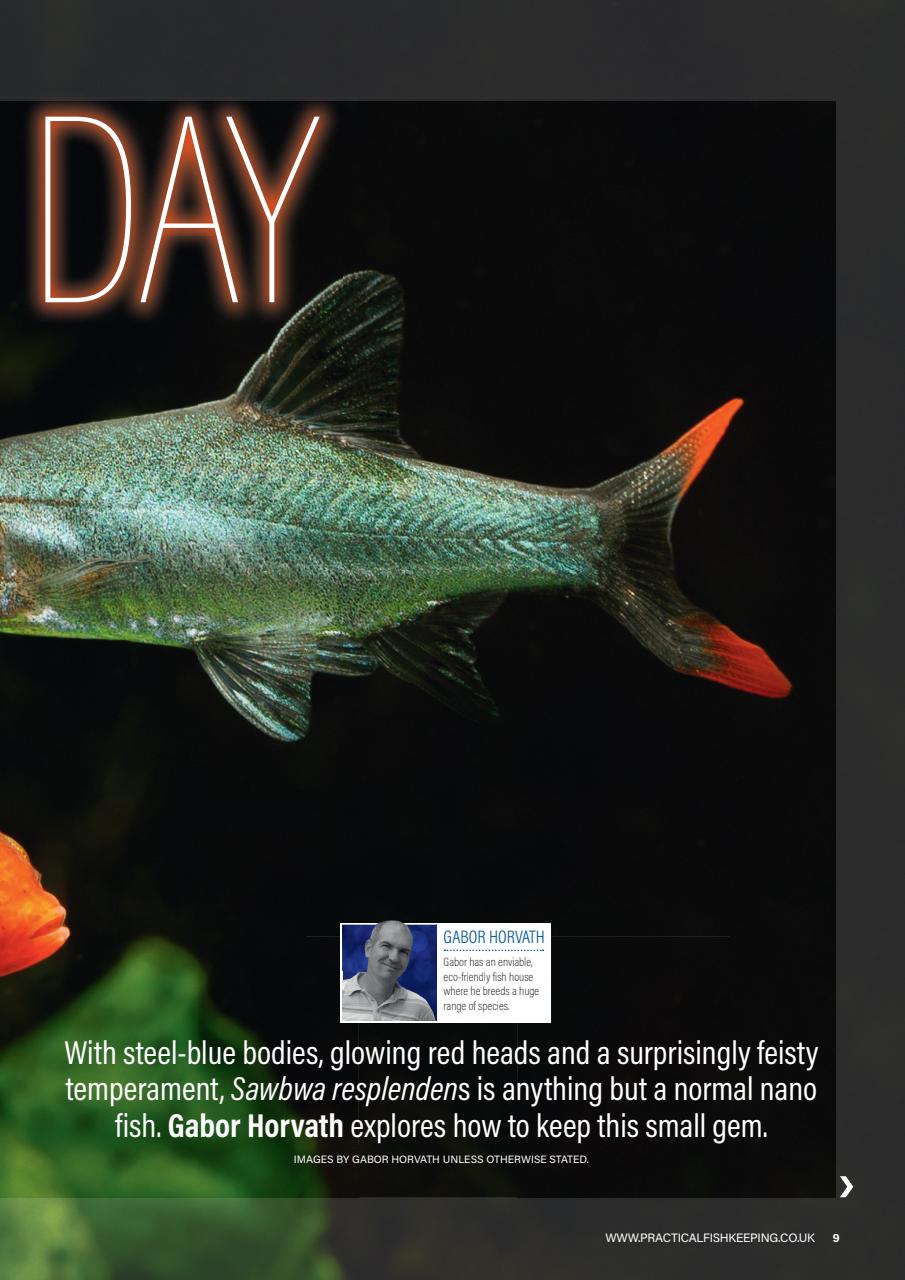 Practical Fishkeeping Preview Pages