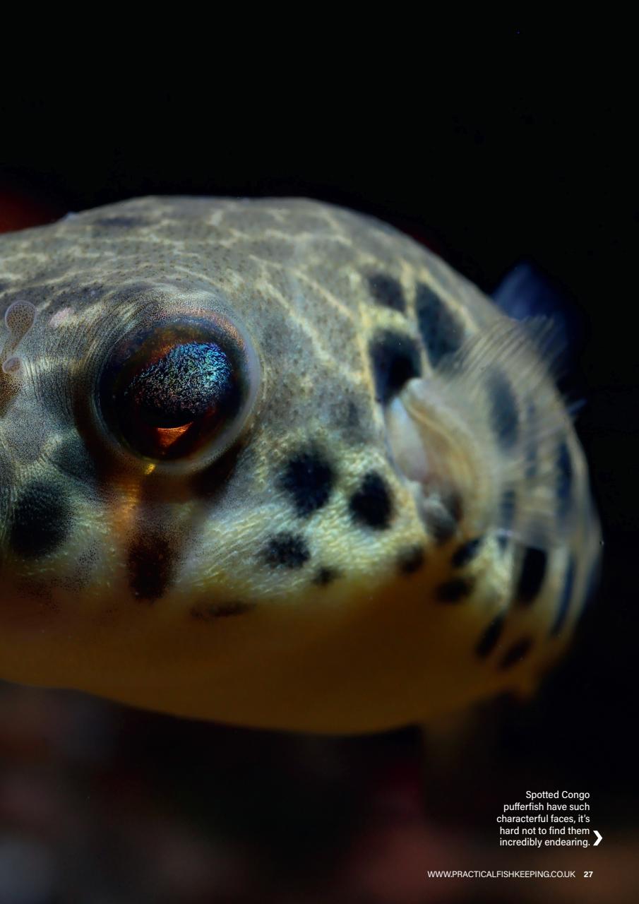 Practical Fishkeeping Preview Pages