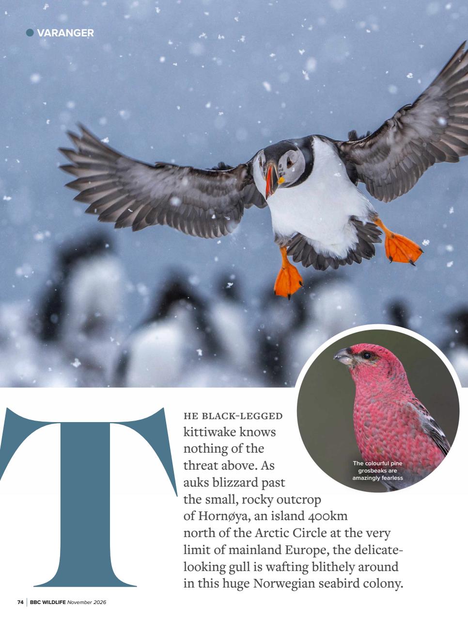 BBC Wildlife Magazine Preview Pages