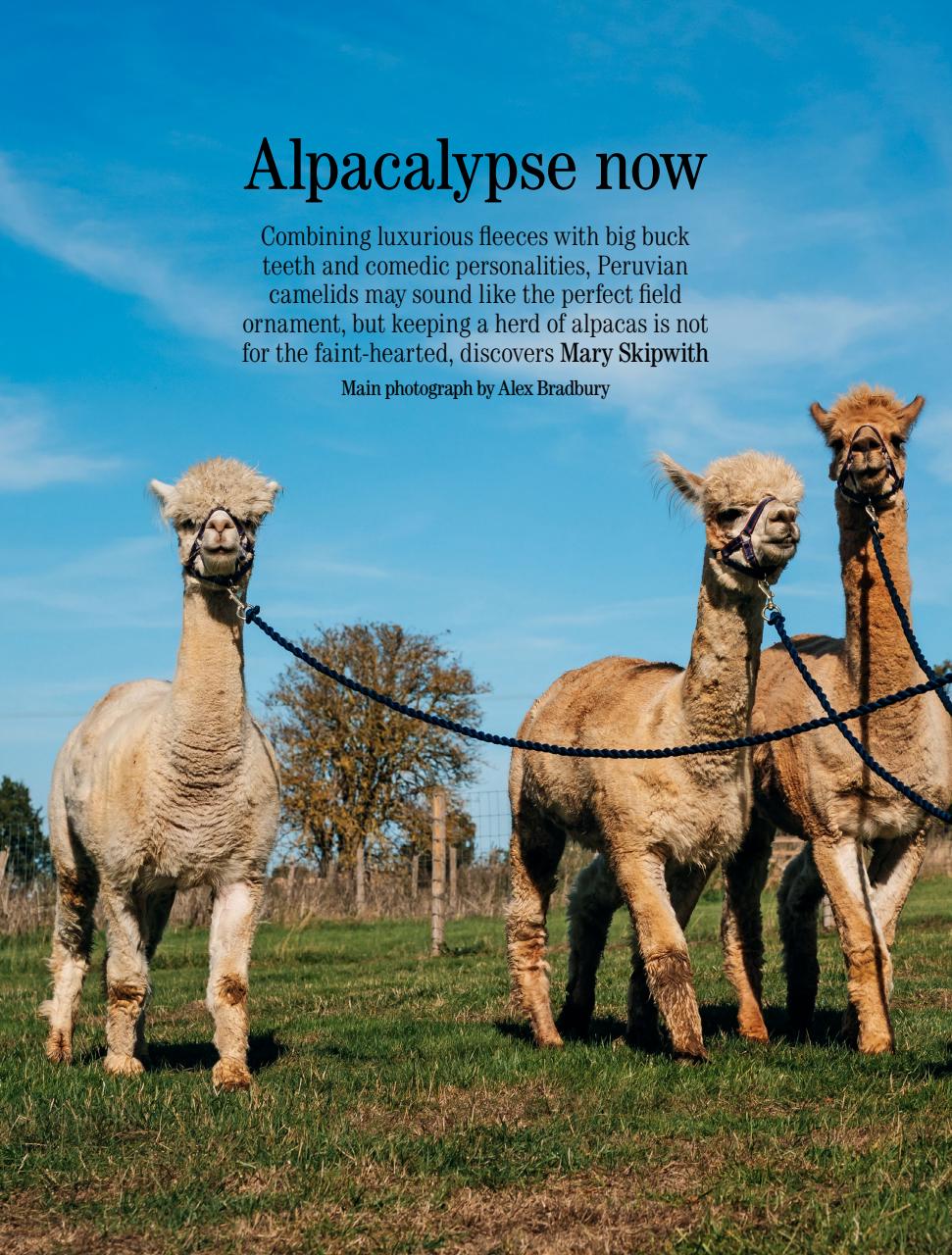 Country Life Preview Pages