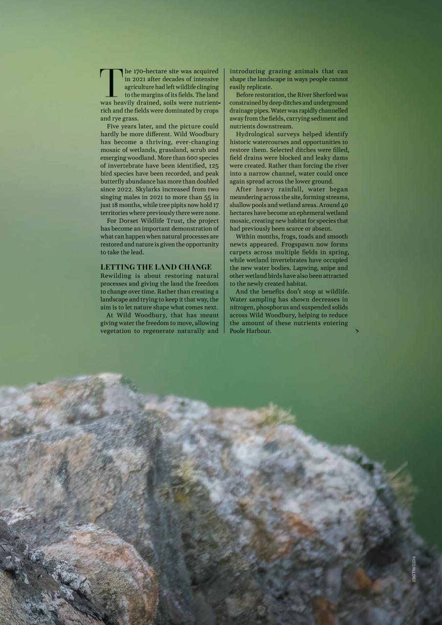 Dorset Magazine Preview Pages