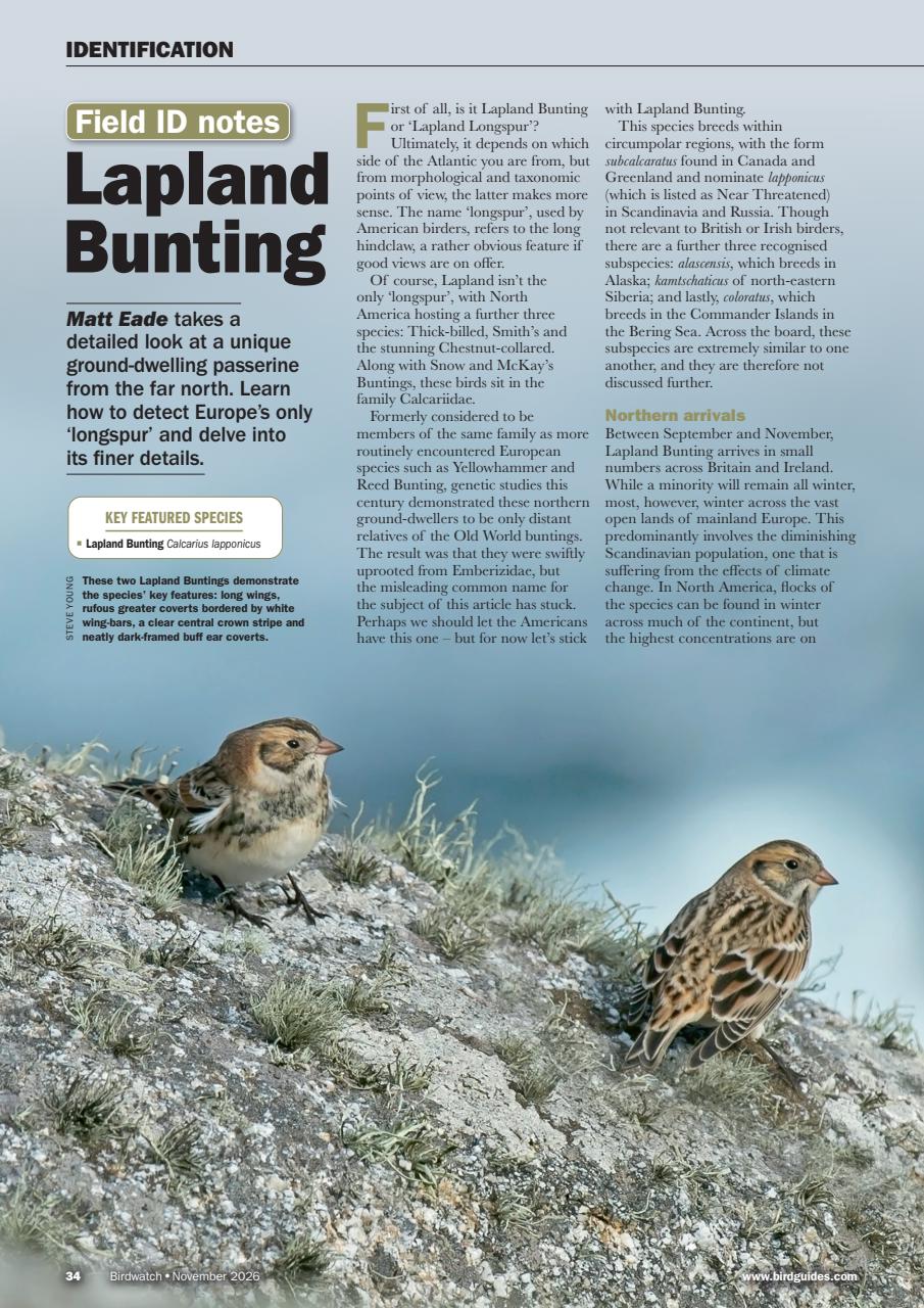 Birdwatch Magazine Preview Pages