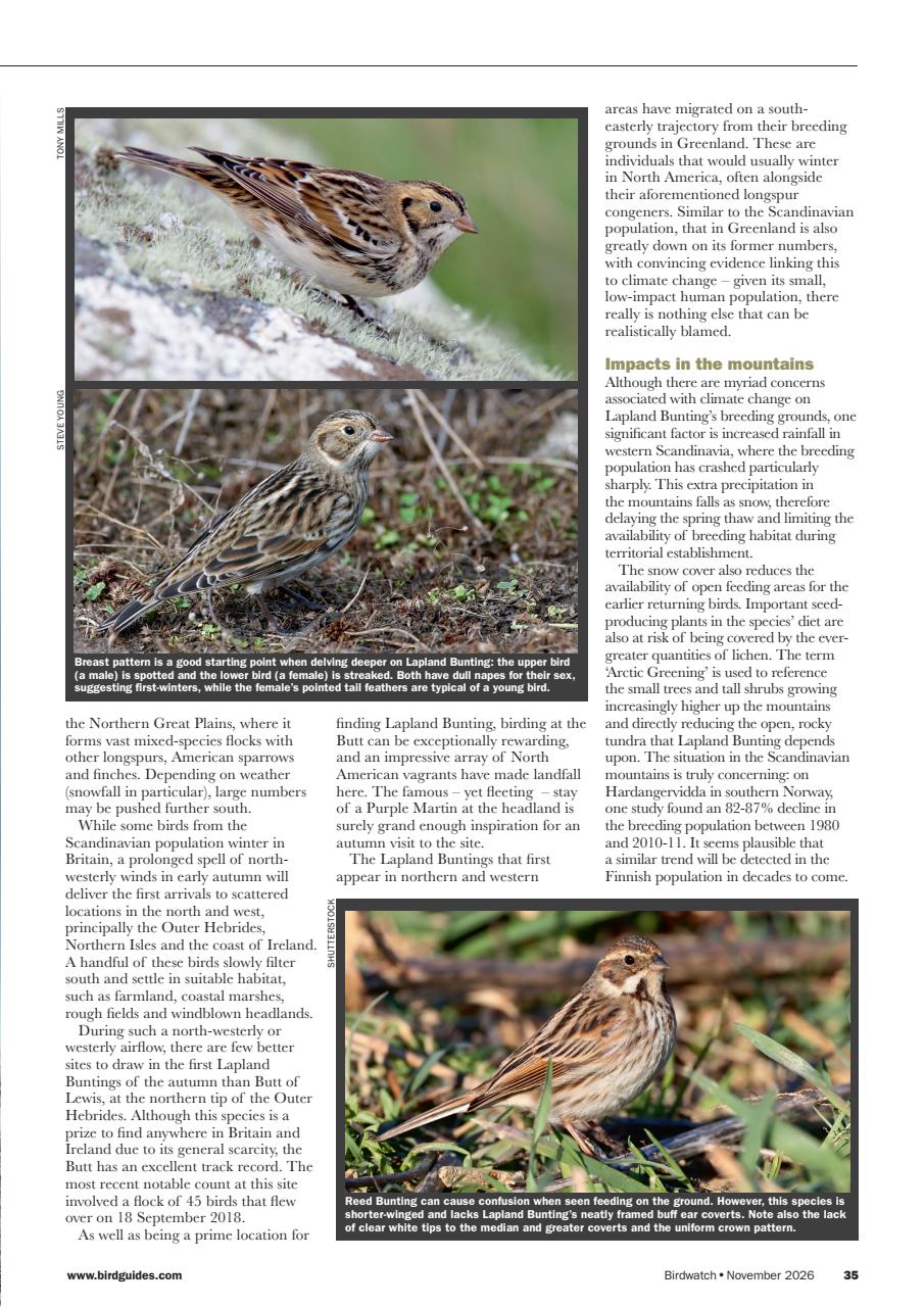 Birdwatch Magazine Preview Pages