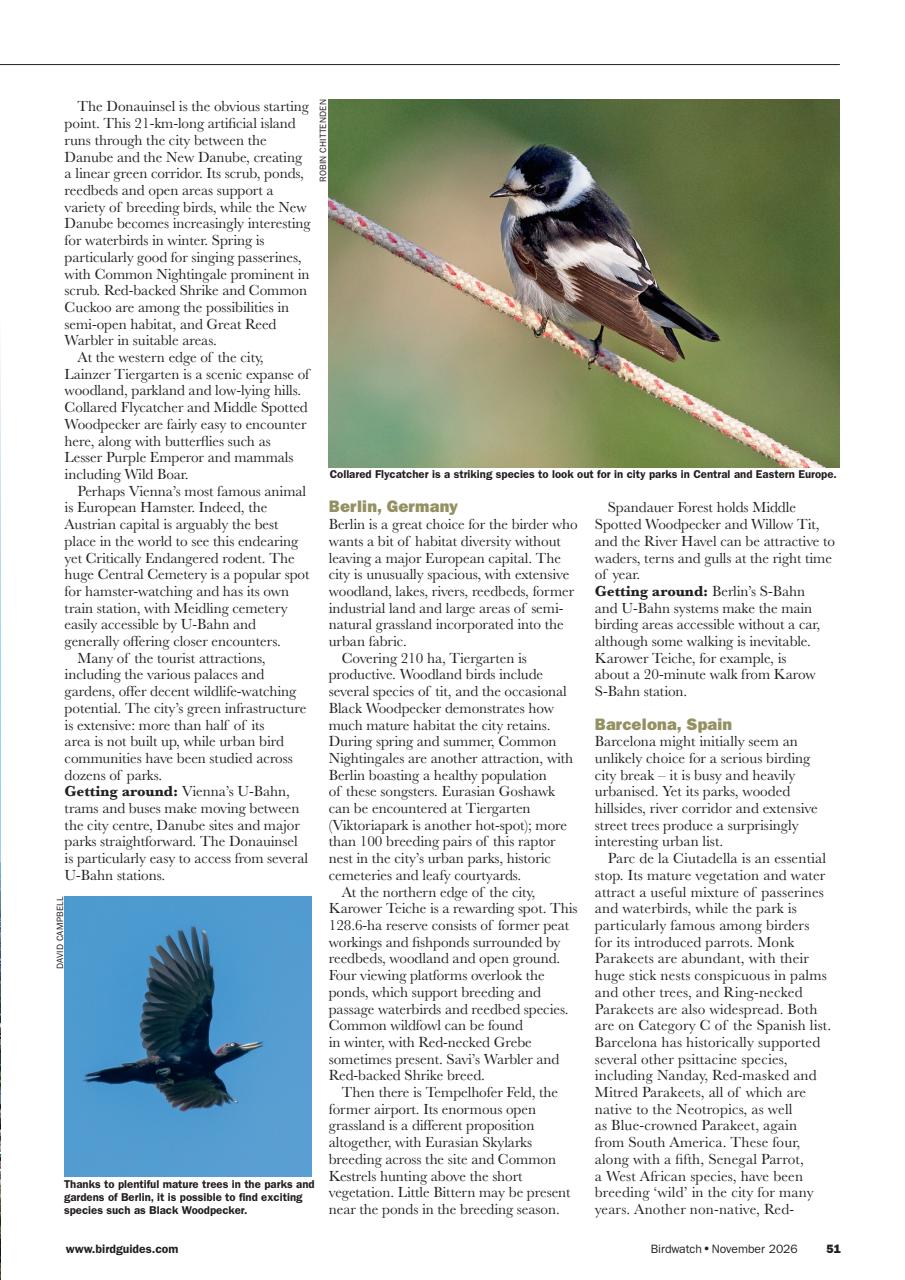 Birdwatch Magazine Preview Pages