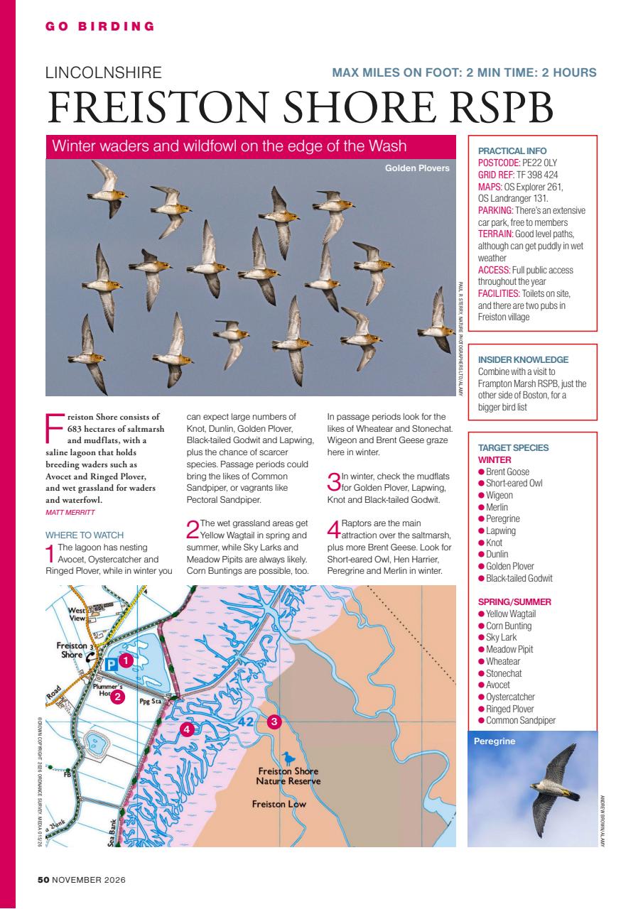 Bird Watching Preview Pages