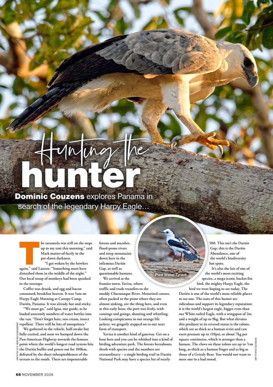 Bird Watching Preview Pages