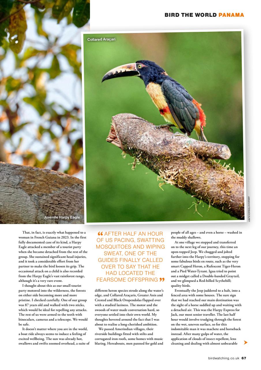 Bird Watching Preview Pages
