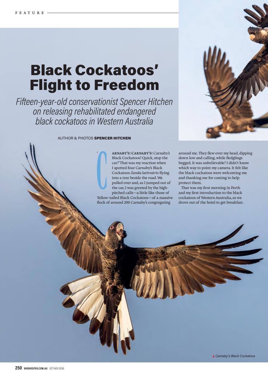 Australian Birdkeeper Magazine Preview Pages