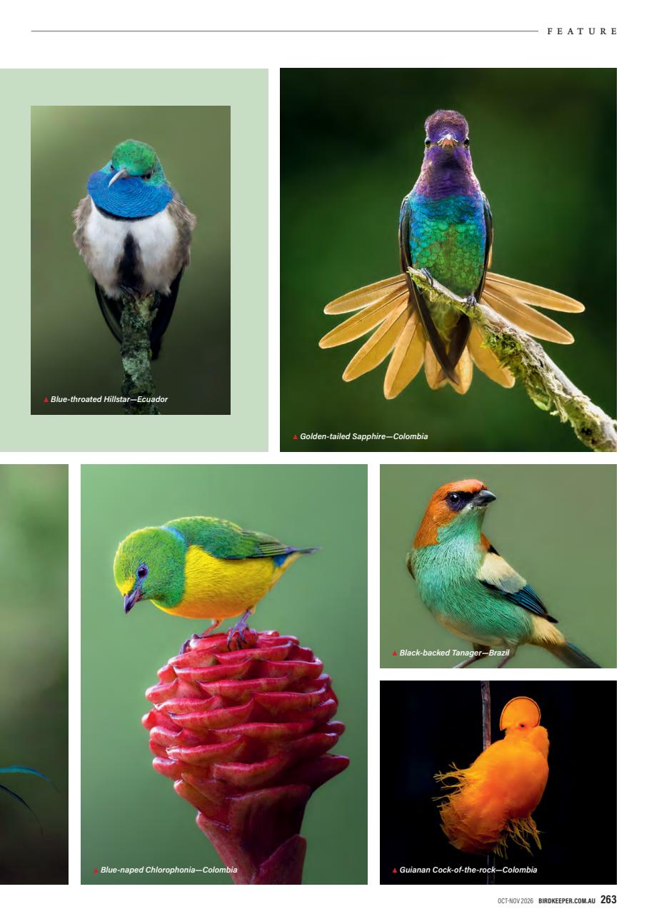 Australian Birdkeeper Magazine Preview Pages