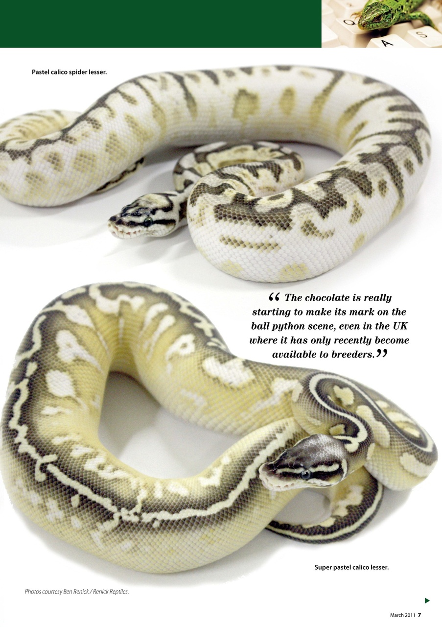 Practical Reptile Keeping Preview Pages