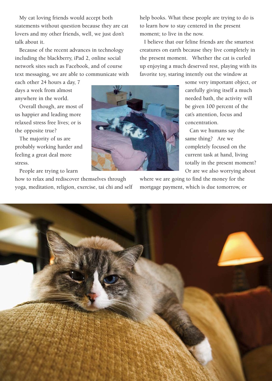 I Love Cats Preview Pages