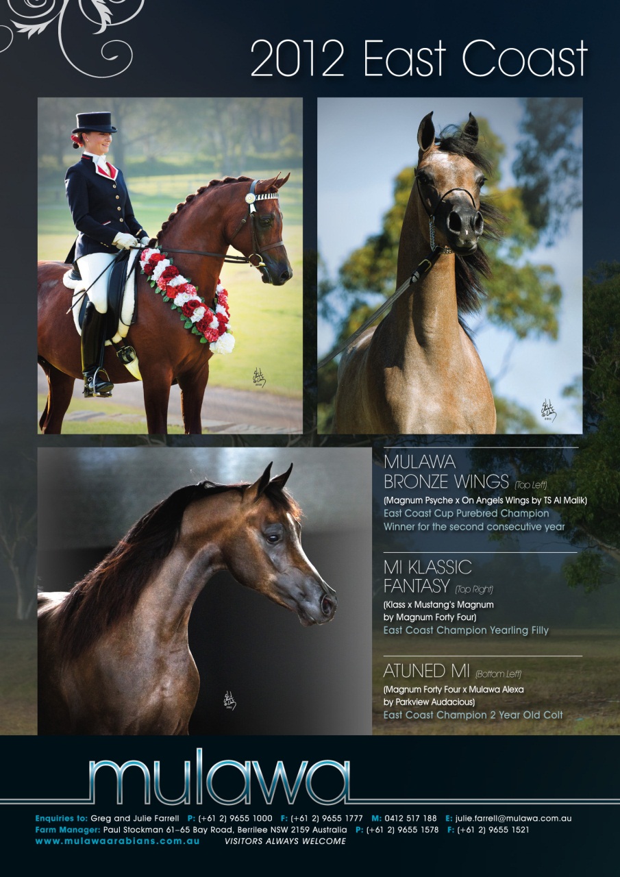 Australian Arabian Horse News Preview Pages