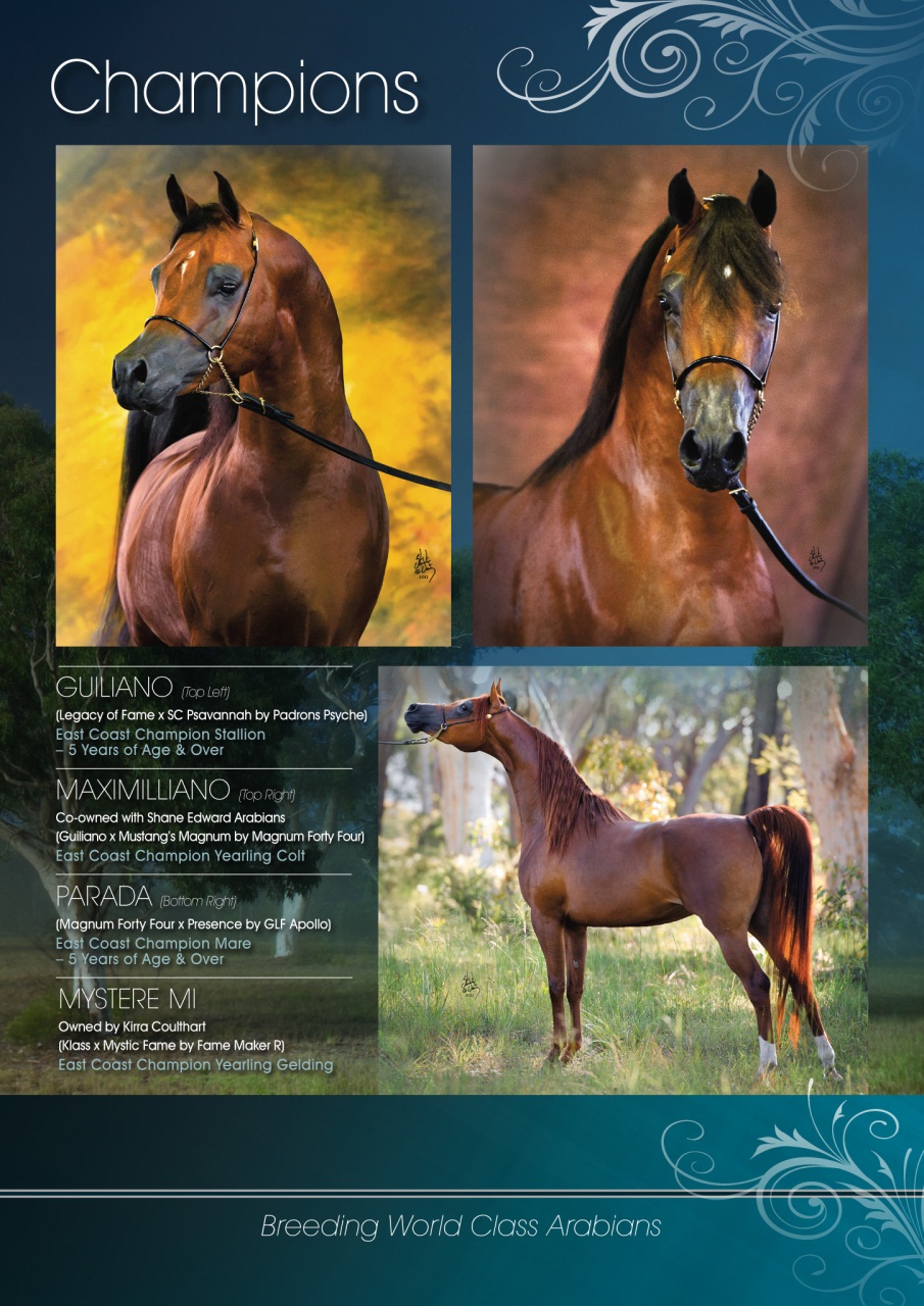 Australian Arabian Horse News Preview Pages