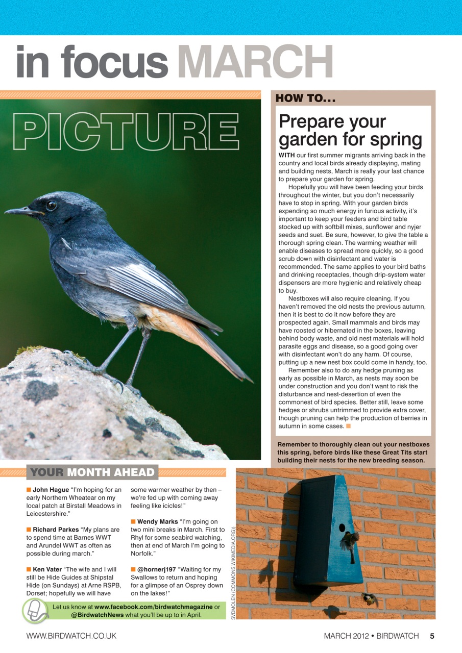 Birdwatch Magazine Preview Pages