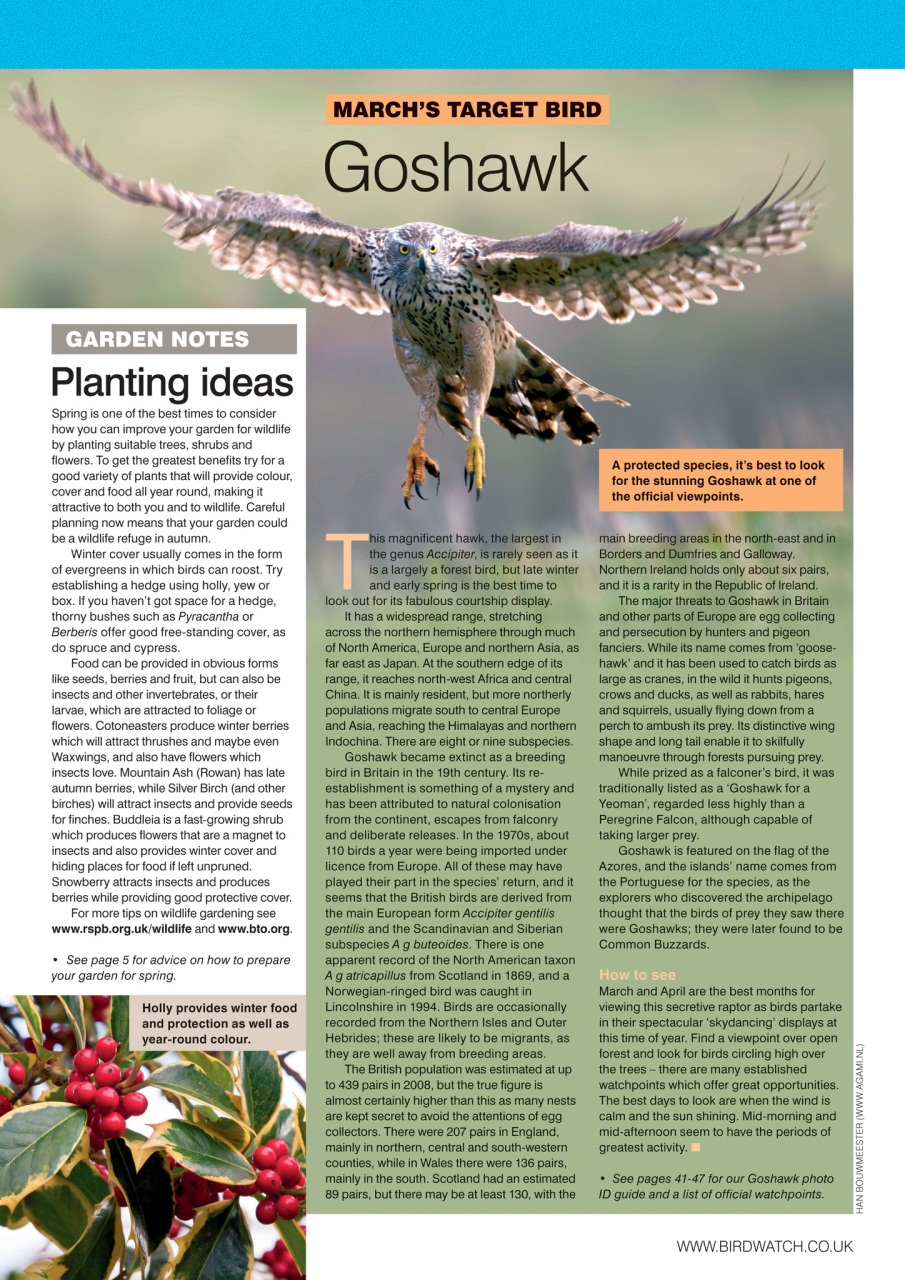 Birdwatch Magazine Preview Pages