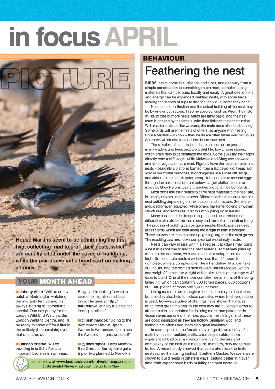 Birdwatch Magazine Preview Pages