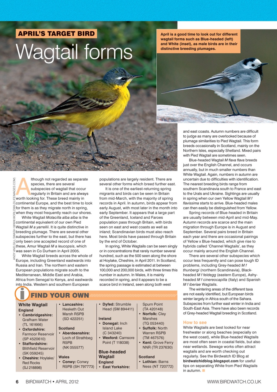 Birdwatch Magazine Preview Pages