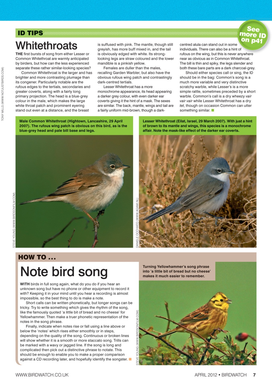 Birdwatch Magazine Preview Pages