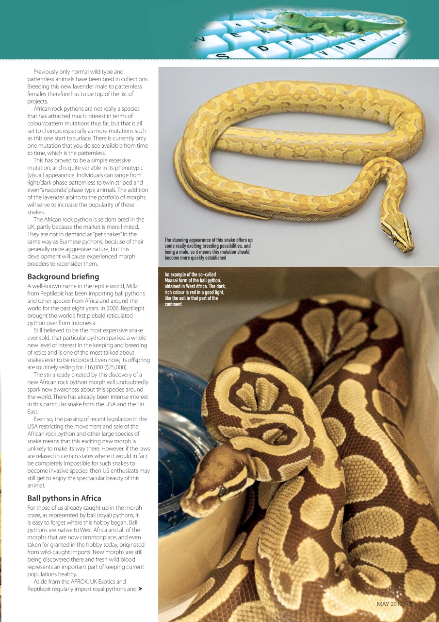 Practical Reptile Keeping Preview Pages