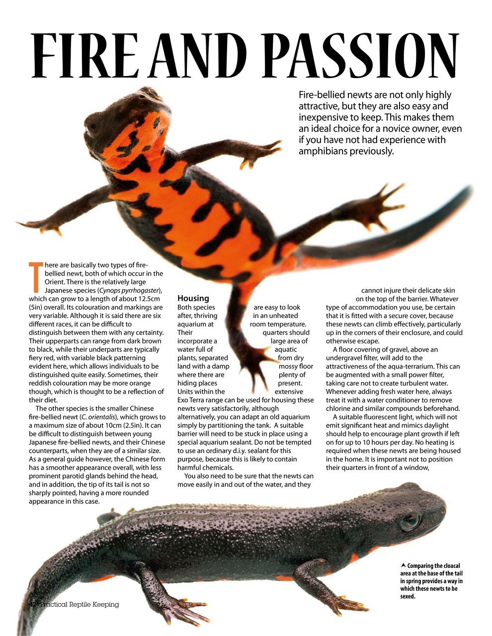 Practical Reptile Keeping Preview Pages