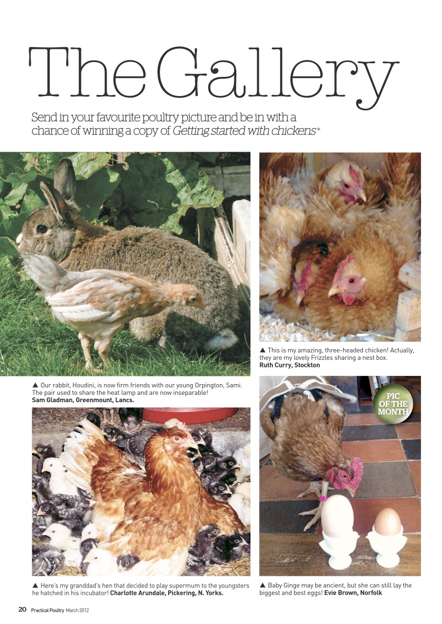Practical Poultry Preview Pages