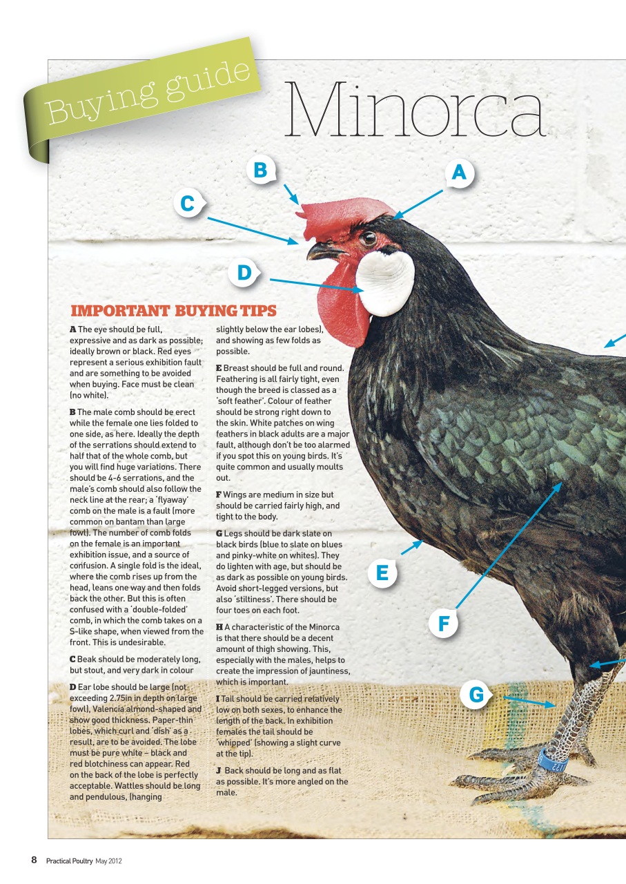 Practical Poultry Preview Pages
