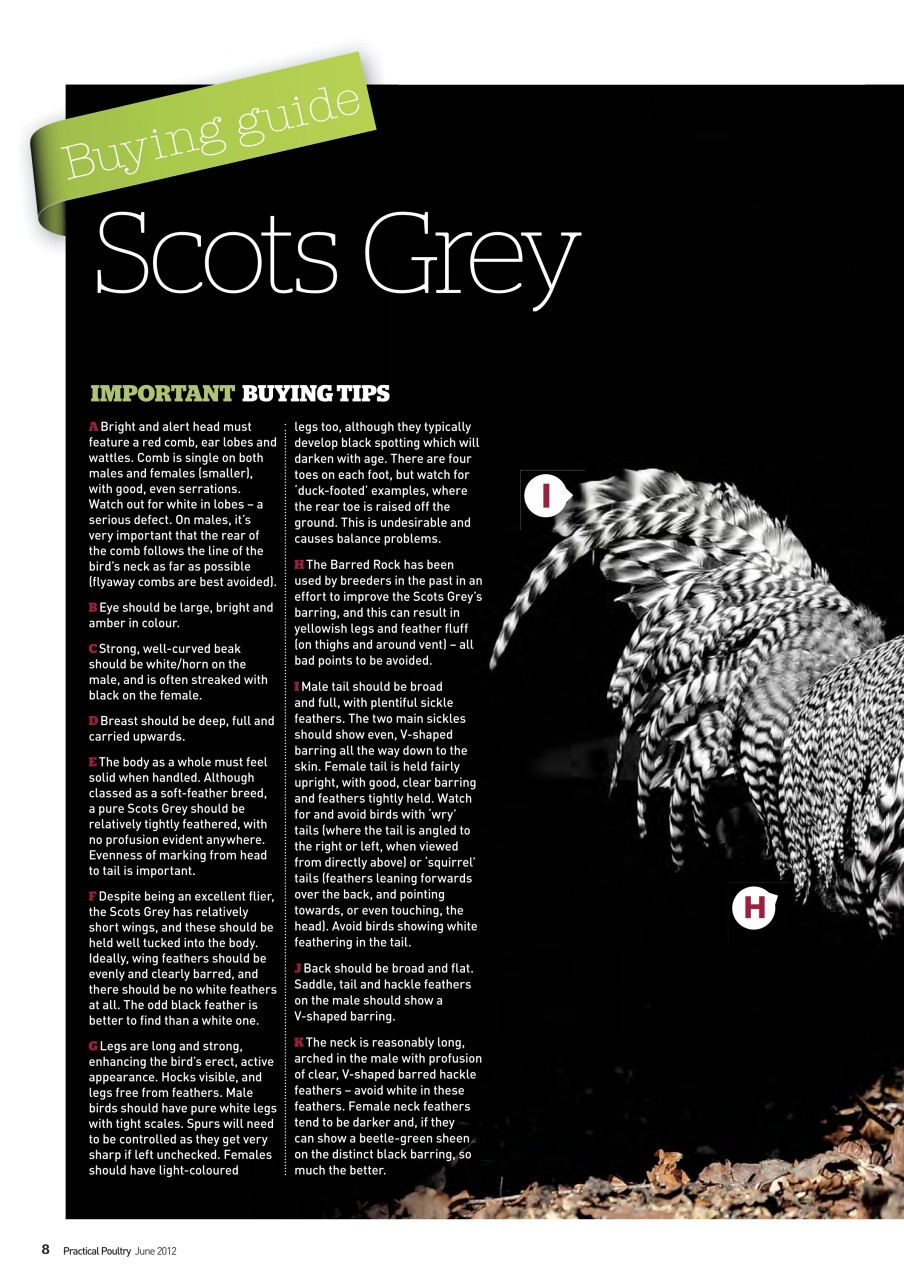 Practical Poultry Preview Pages