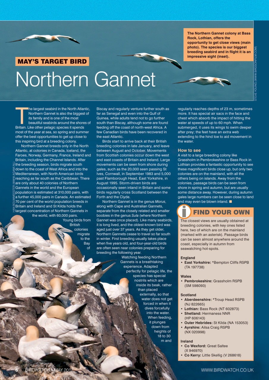 Birdwatch Magazine Preview Pages