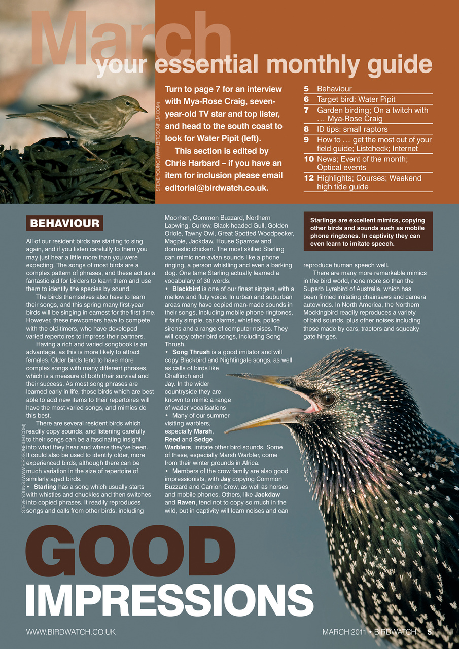 Birdwatch Magazine Preview Pages