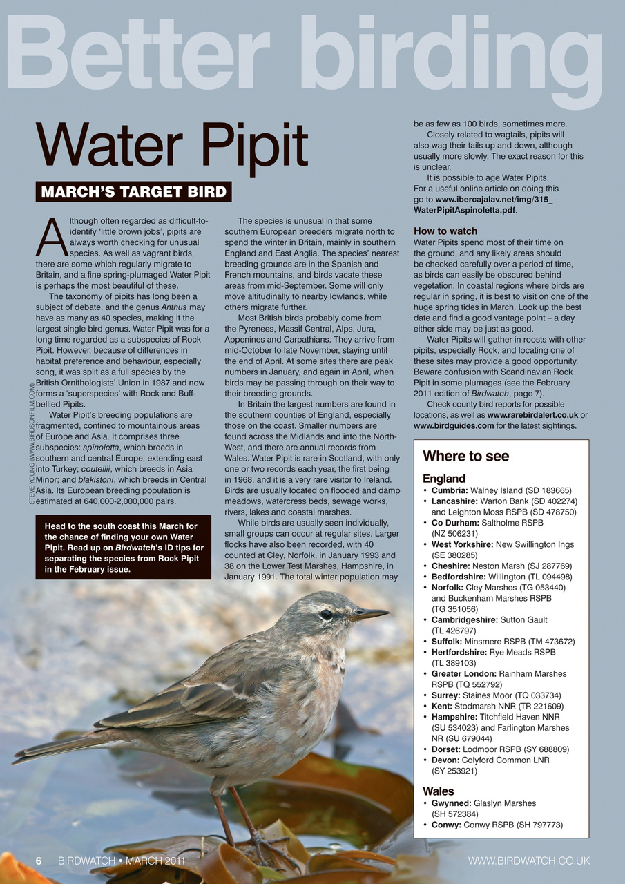 Birdwatch Magazine Preview Pages