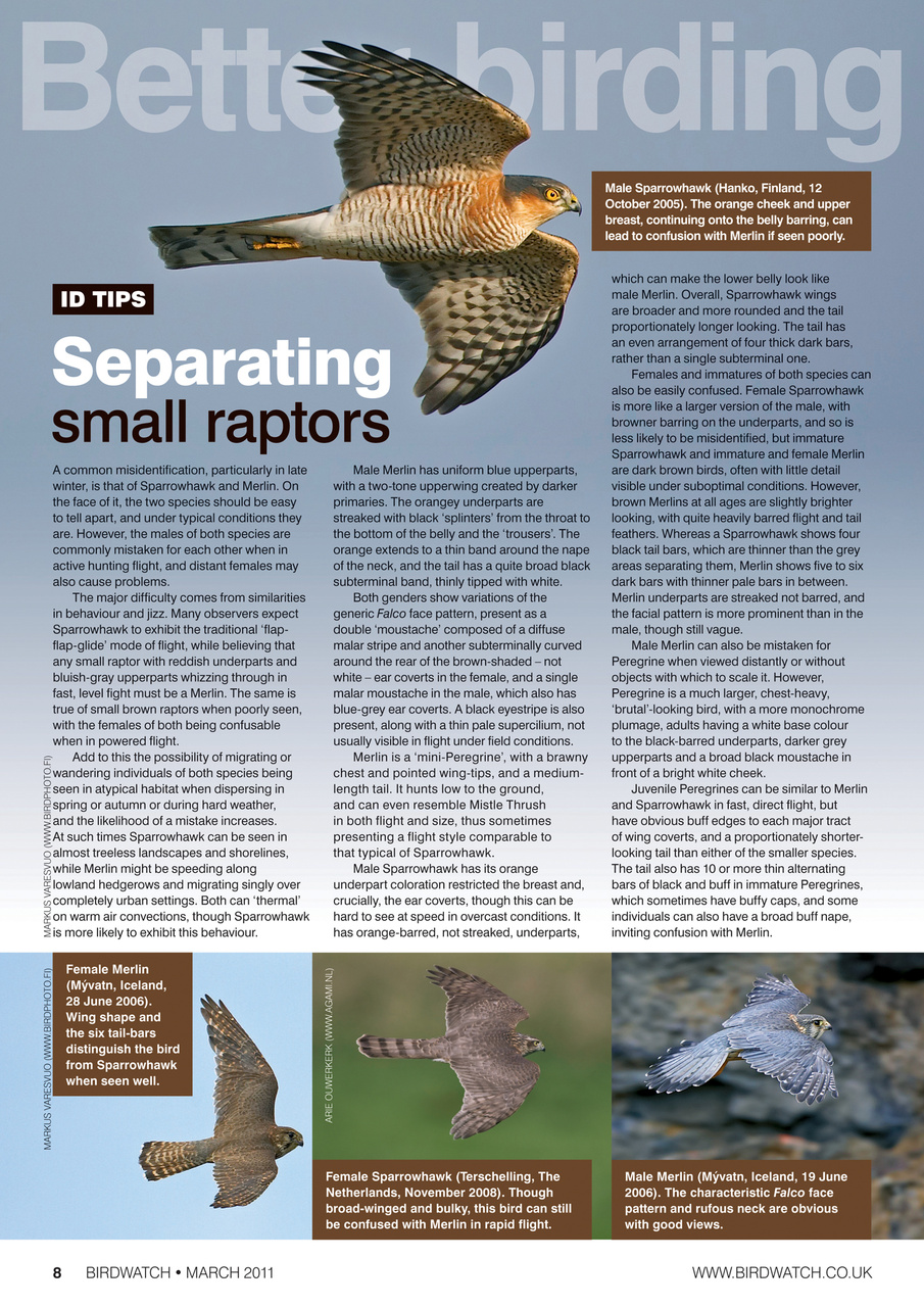 Birdwatch Magazine Preview Pages