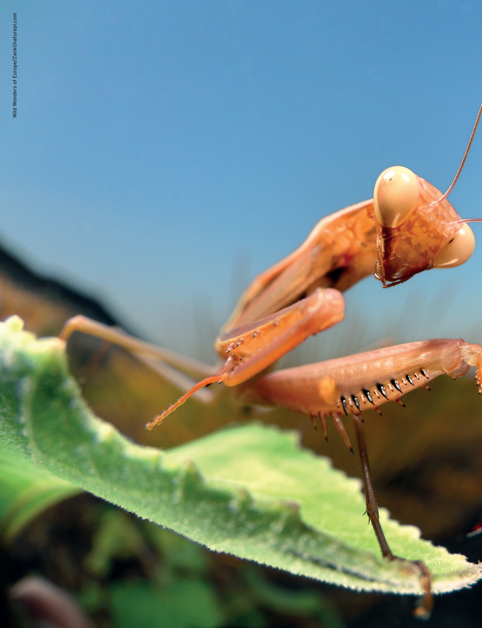 Outdoor Photography Preview Pages