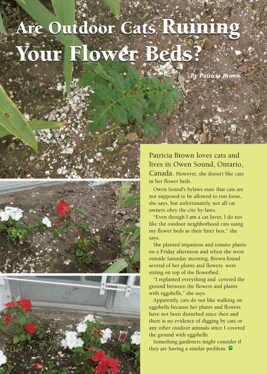 I Love Cats Preview Pages