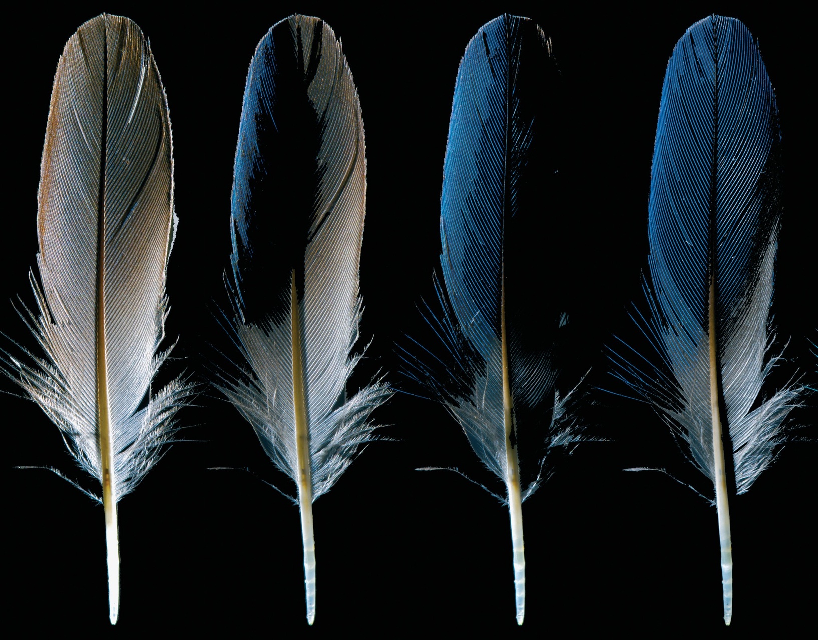 Kingfisher Preview Pages