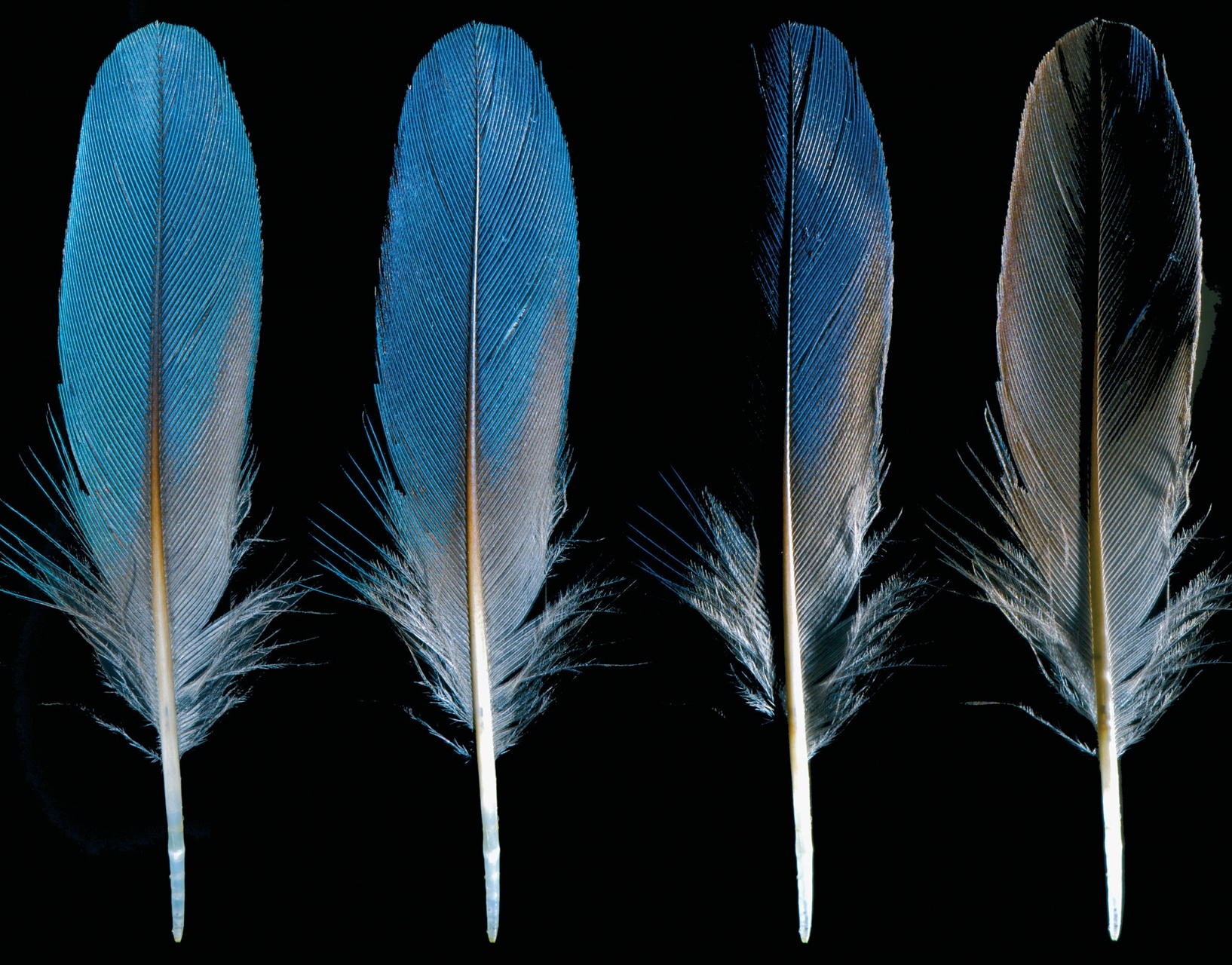 Kingfisher Preview Pages