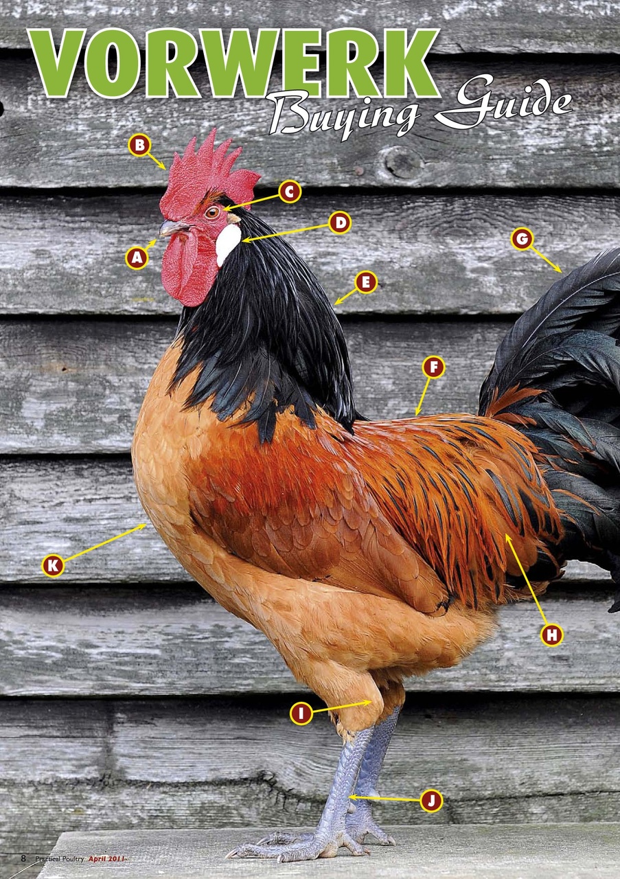 Practical Poultry Preview Pages