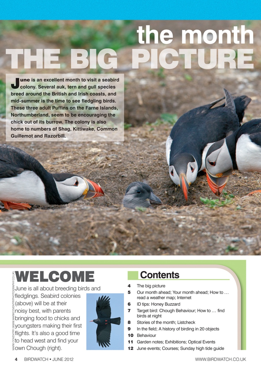 Birdwatch Magazine Preview Pages