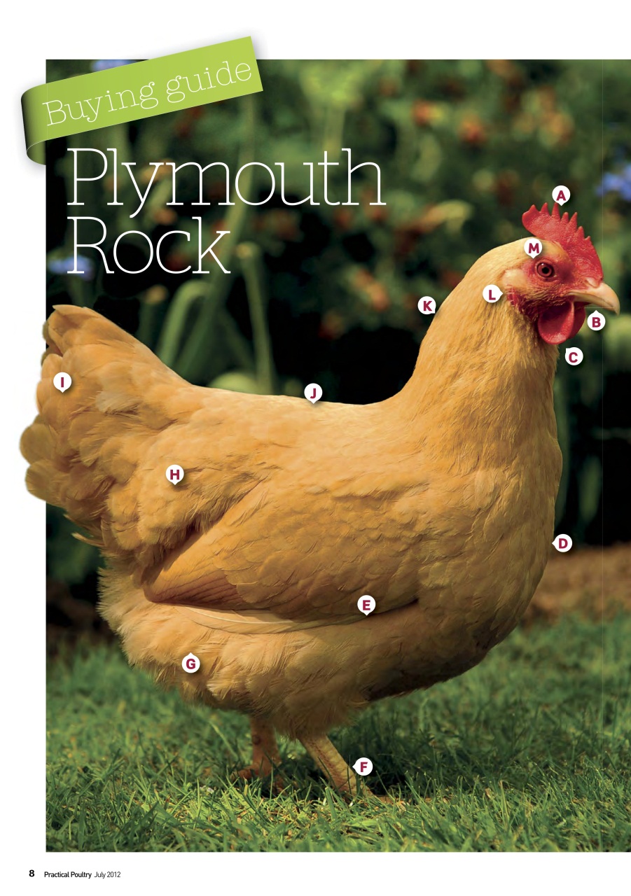 Practical Poultry Preview Pages