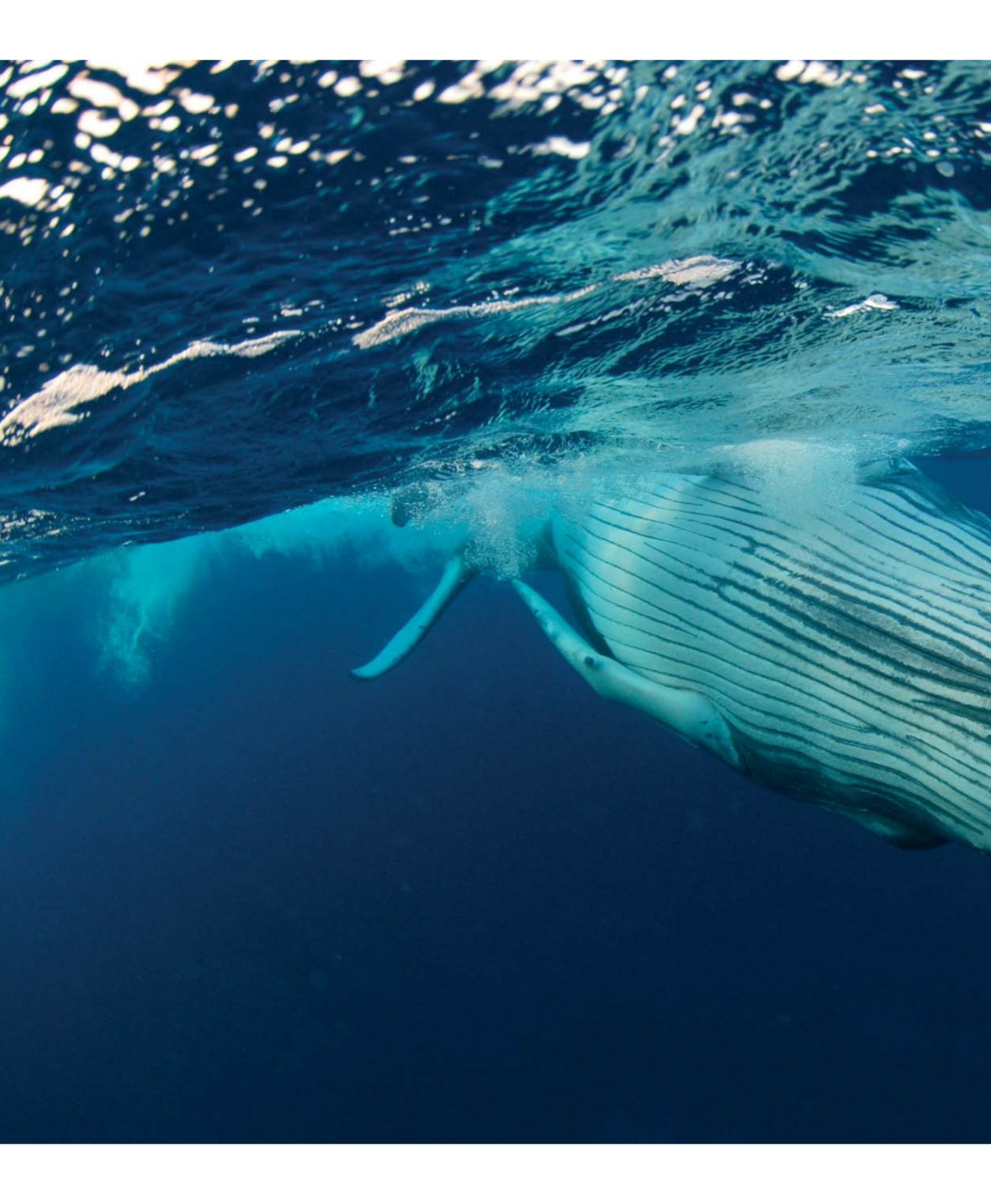 Wildlife Monographs Preview Pages