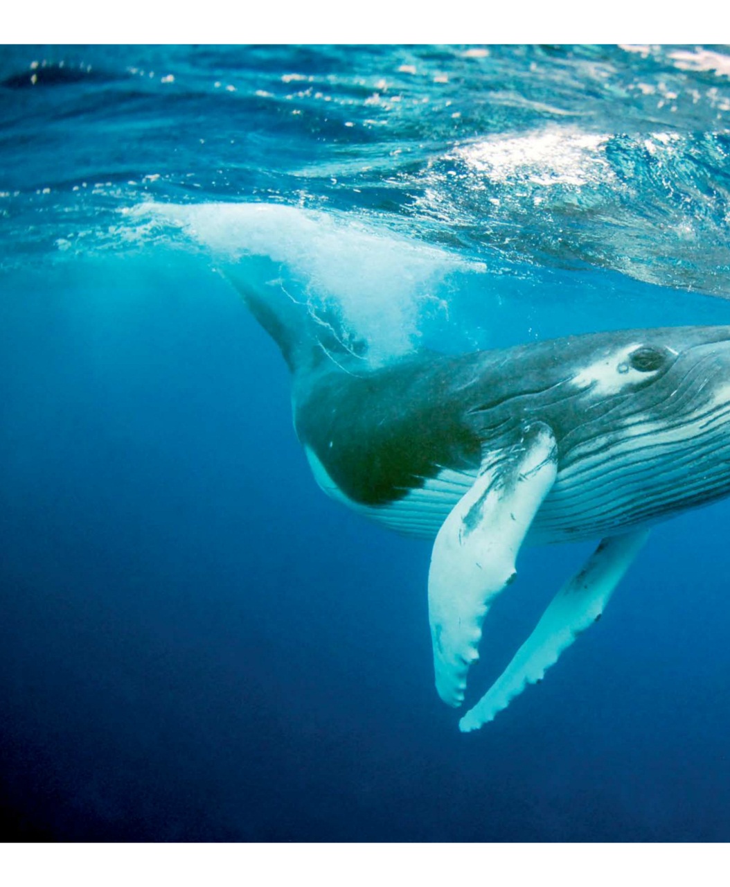 Wildlife Monographs Preview Pages