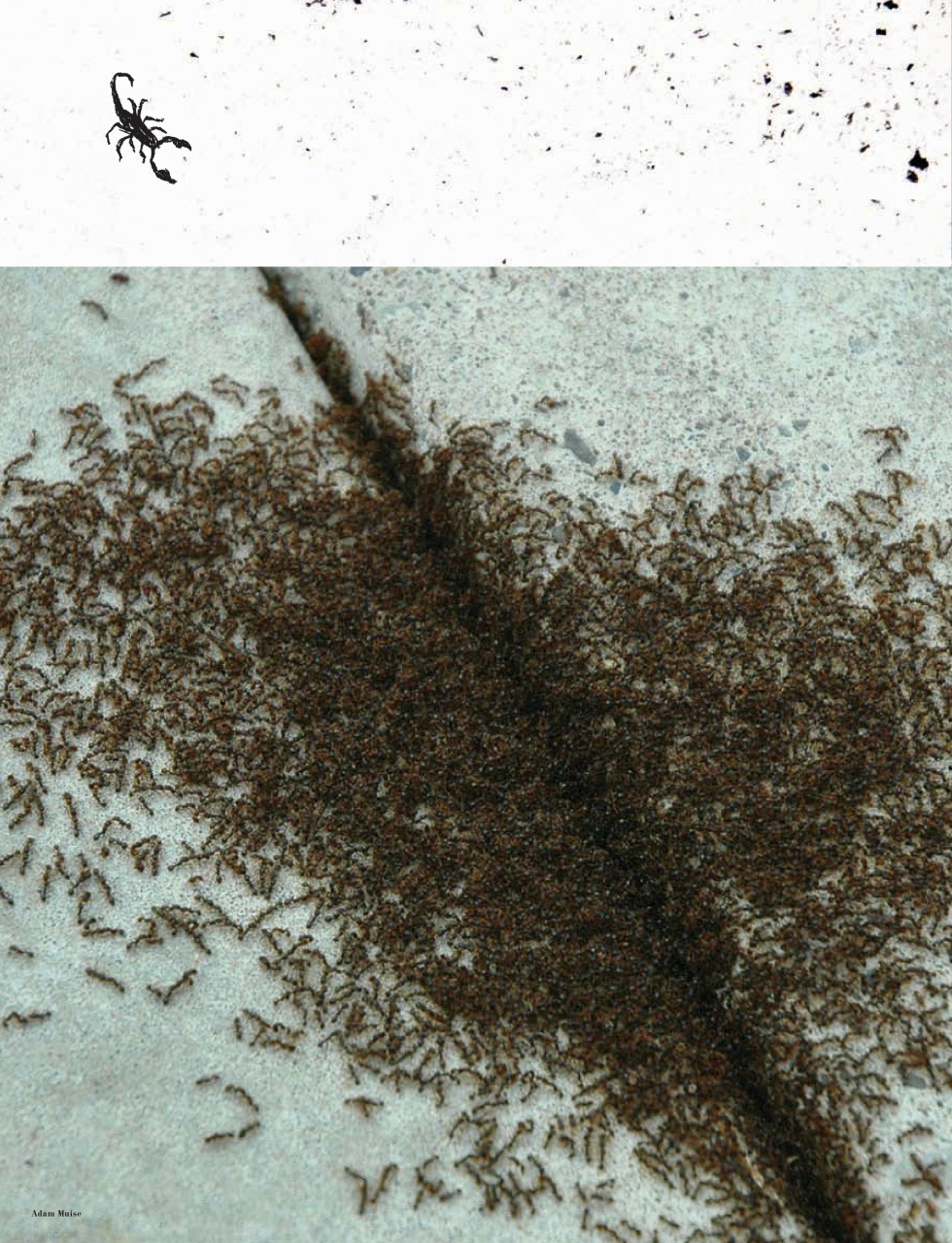 Adbusters Preview Pages