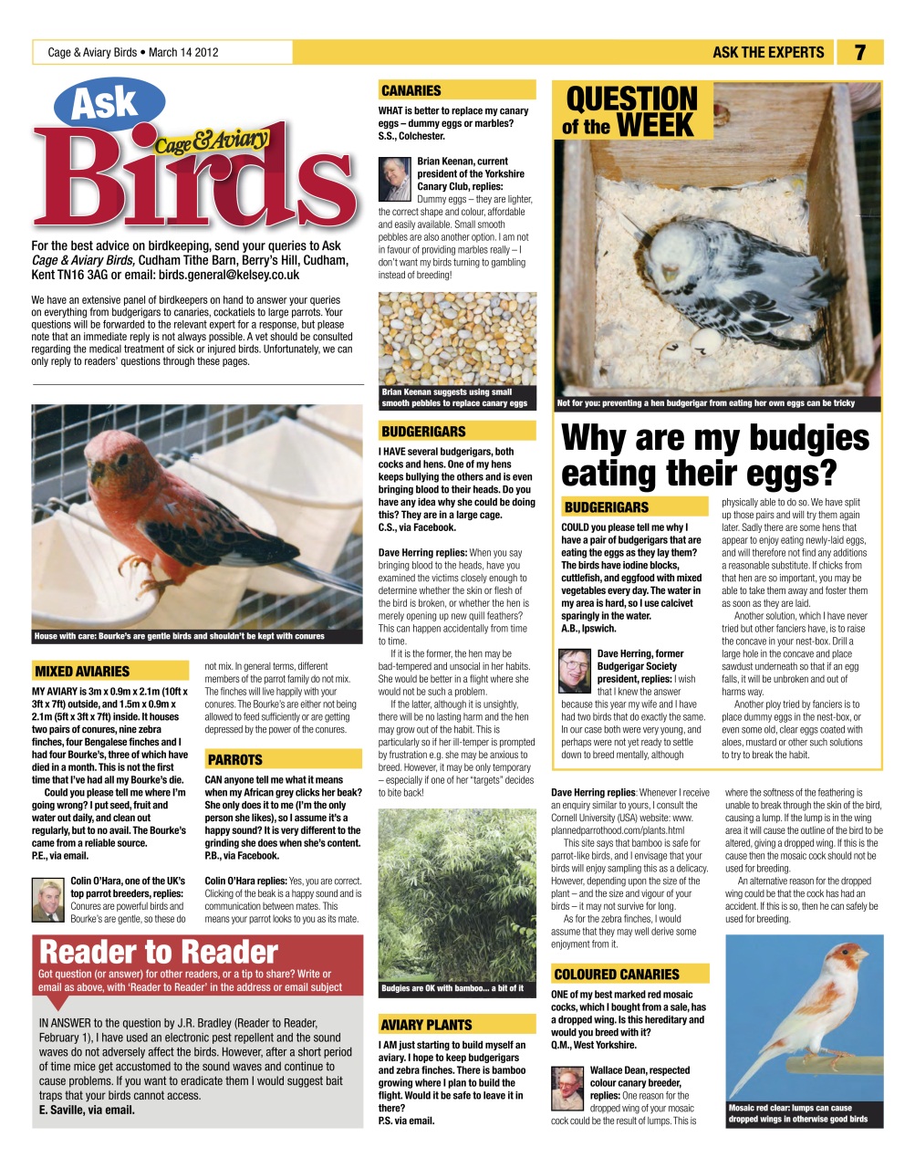 Cage & Aviary Birds Preview Pages