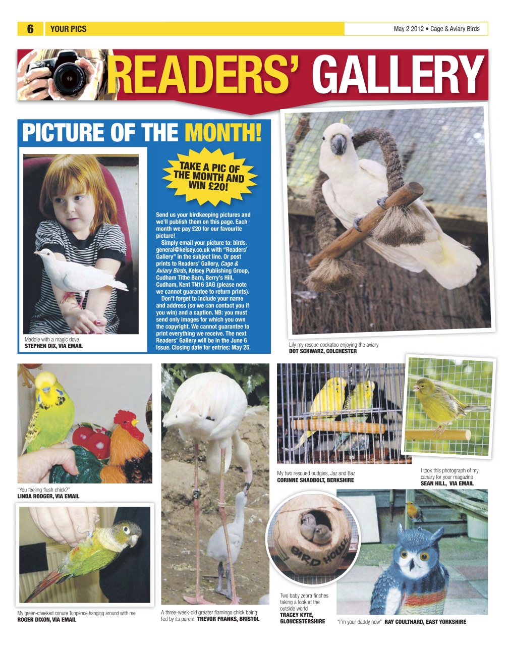 Cage & Aviary Birds Preview Pages