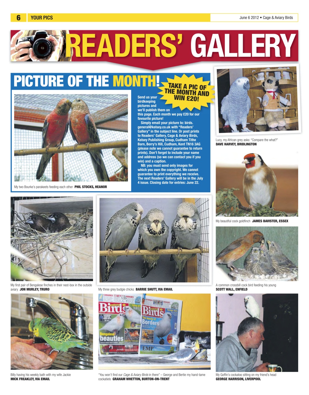 Cage & Aviary Birds Preview Pages